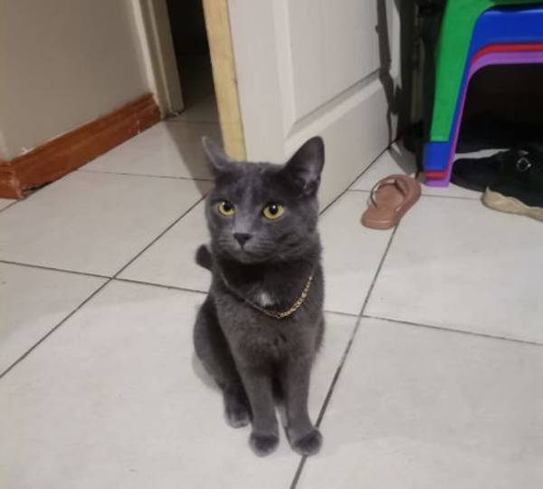 Indigo