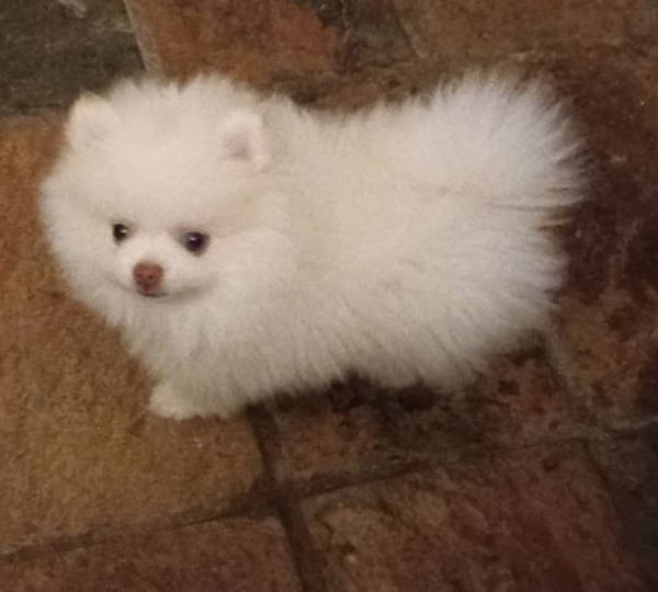 Peanut