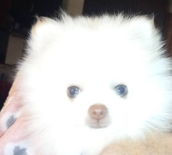 Peanut