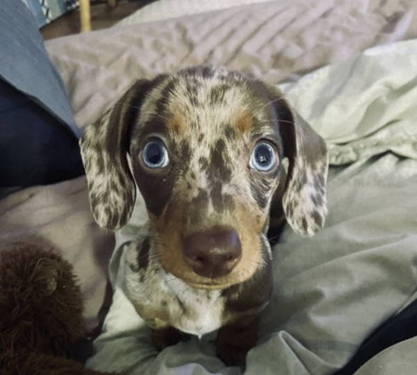 Enzo