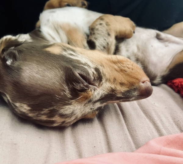 Enzo