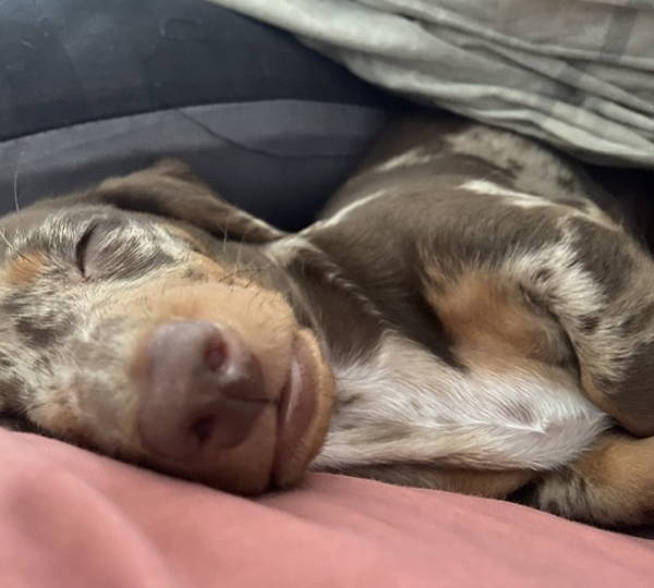 Enzo