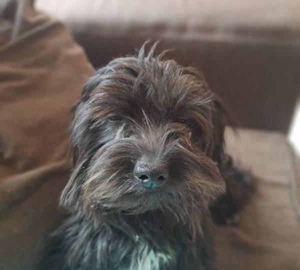 Scruffy