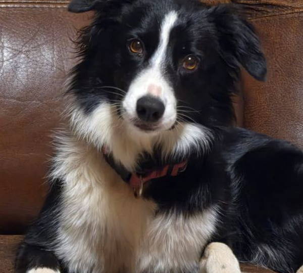 Bella