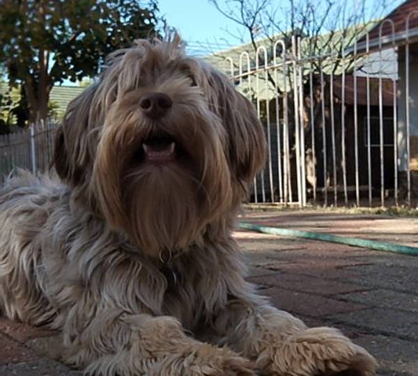 Yogi