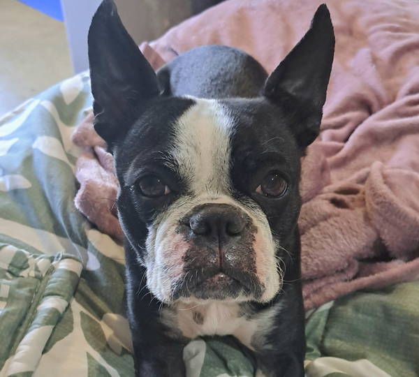 Babsie