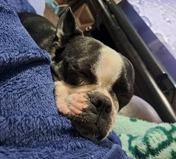 Babsie