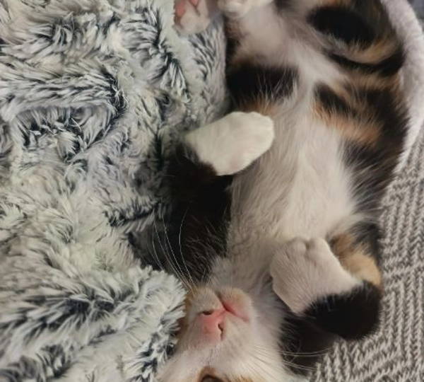 Miepie