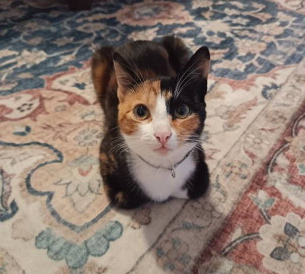 Miepie