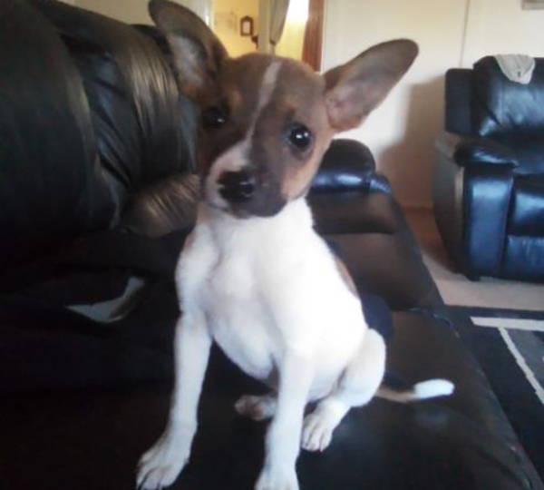 Oreo