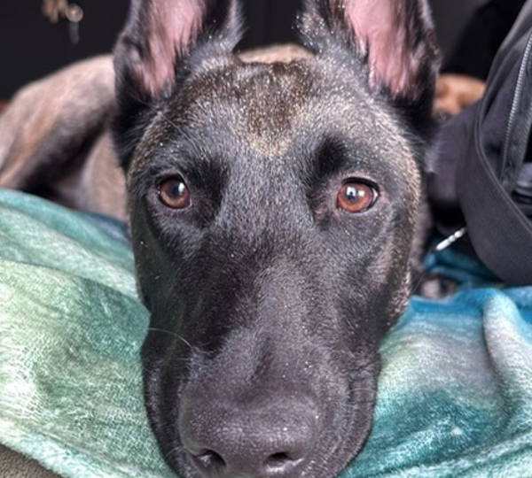 Hera