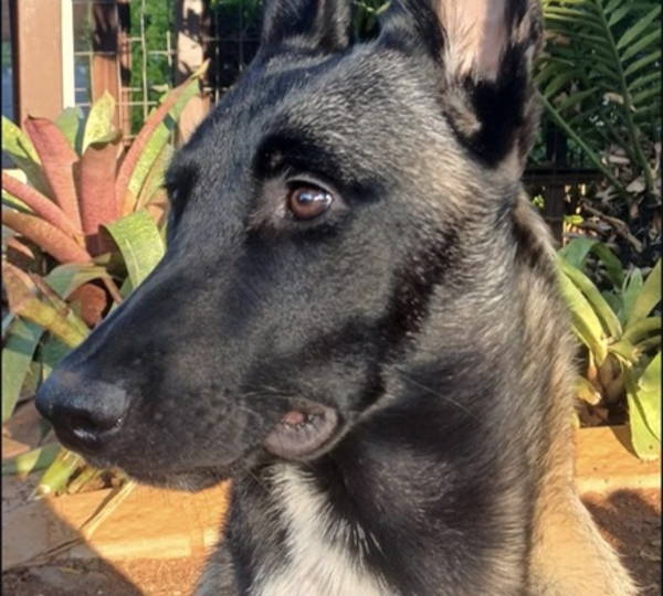 Hera