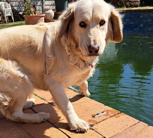 Lily