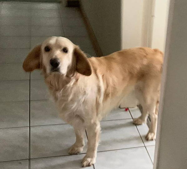 Lily