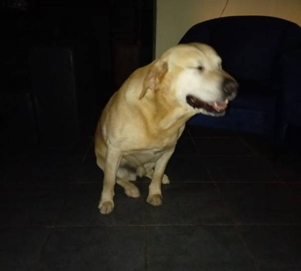 Buddy