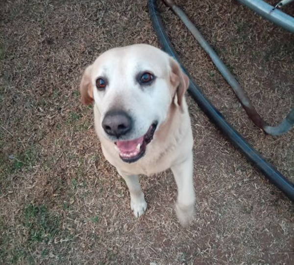 Buddy