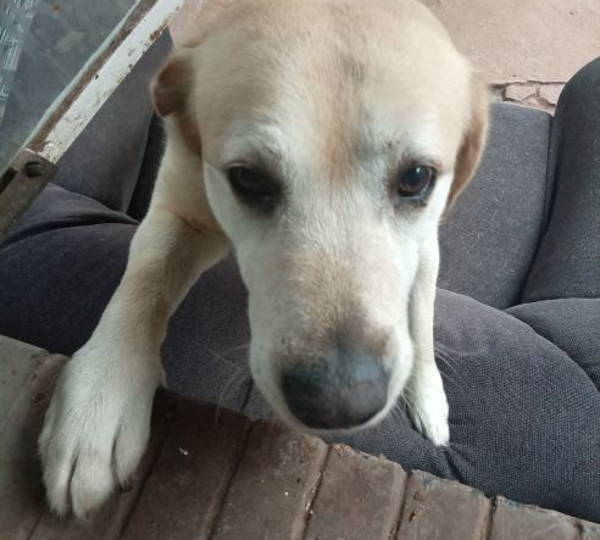 Buddy