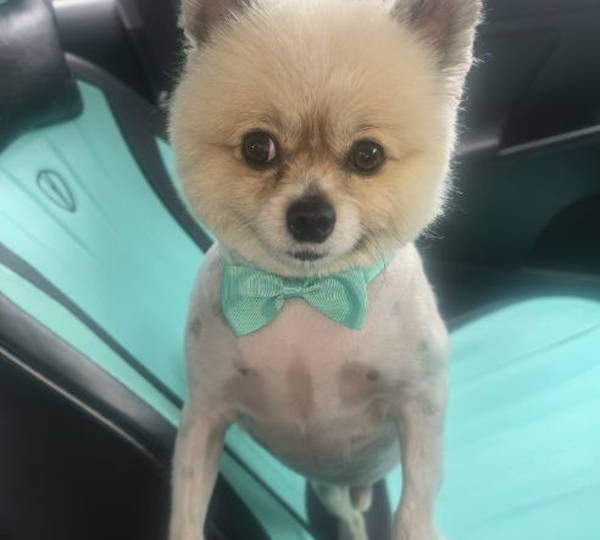 Wollie