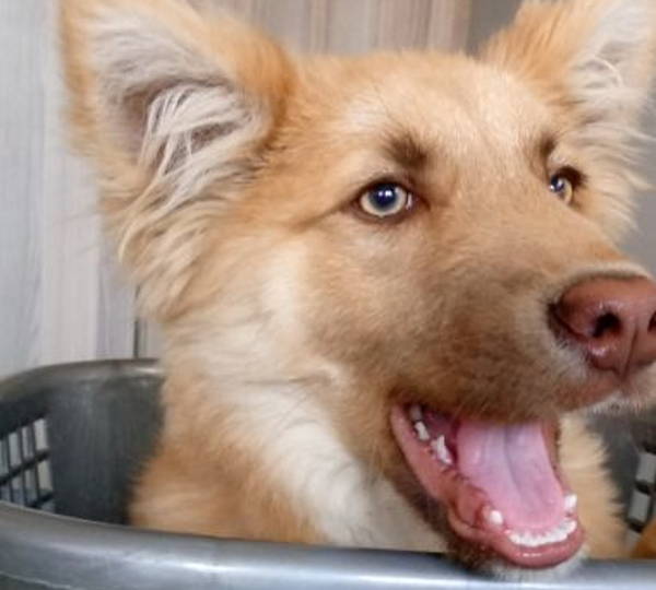 Duke