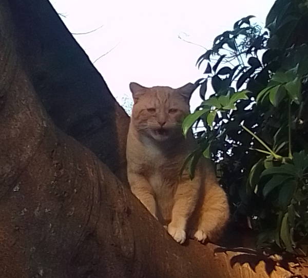 Gingi