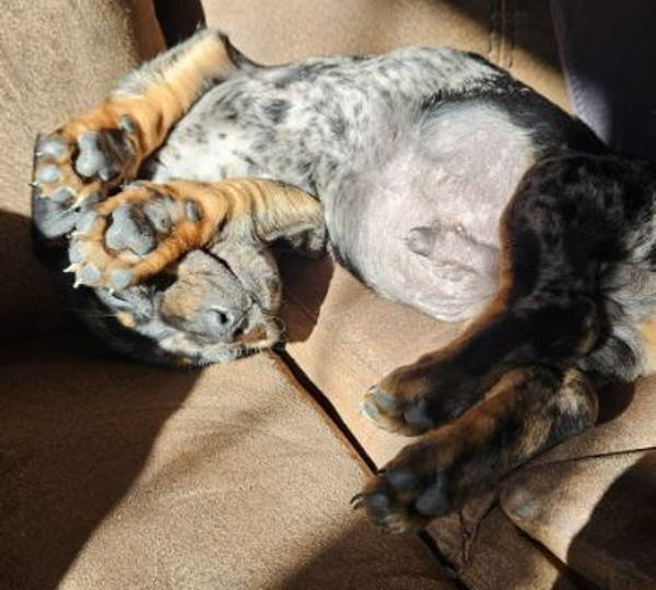 Biscuit