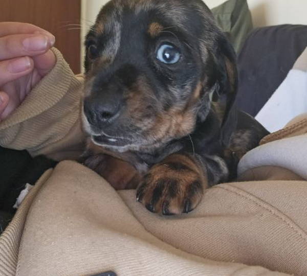 Biscuit