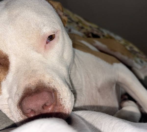 Bella