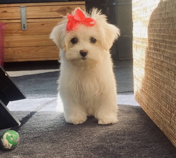 Willow