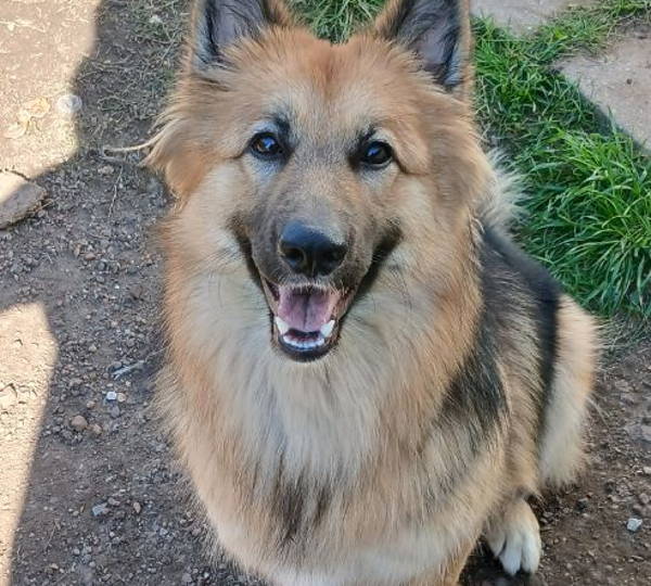 Alaia