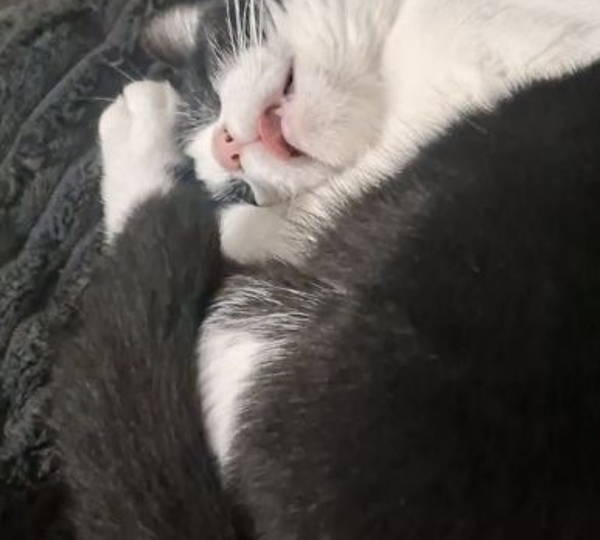 Seratonin