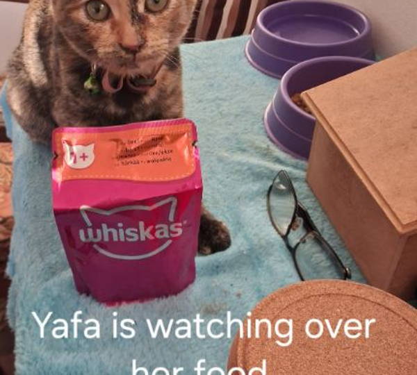 Yafa
