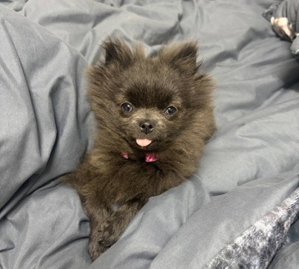 Nova
