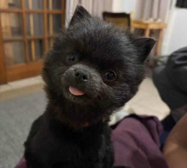 Nova
