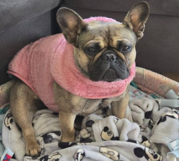 Gigi