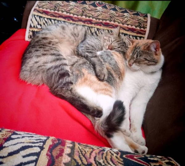Bella & Anger
