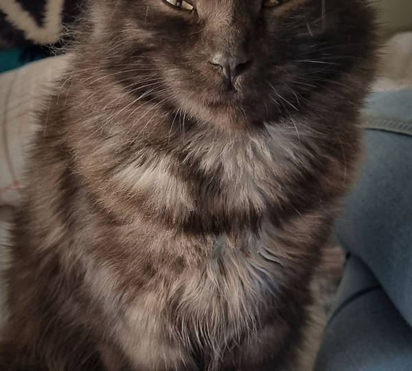 Daniel