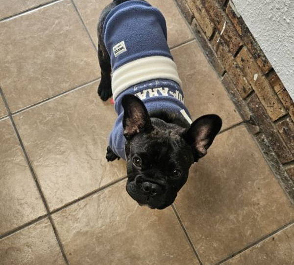 Bruno