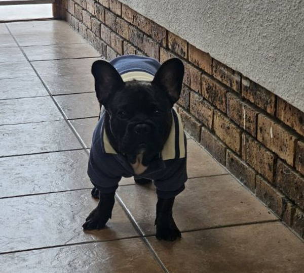 Bruno