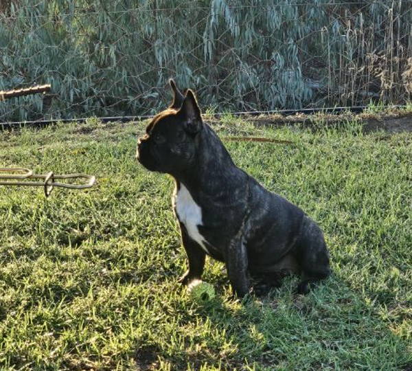 Bruno