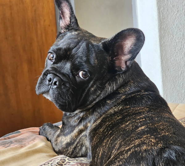 Bruno