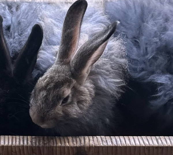 Pompom