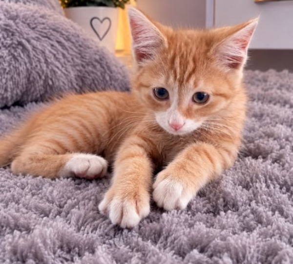 Felix
