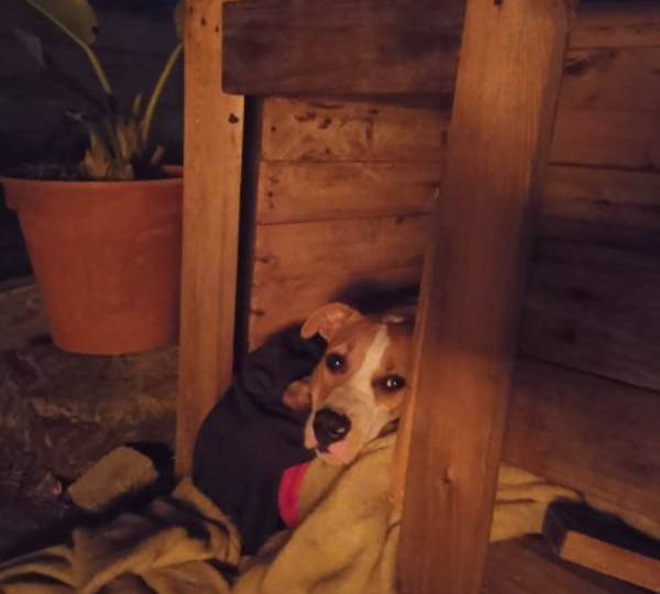Tobi