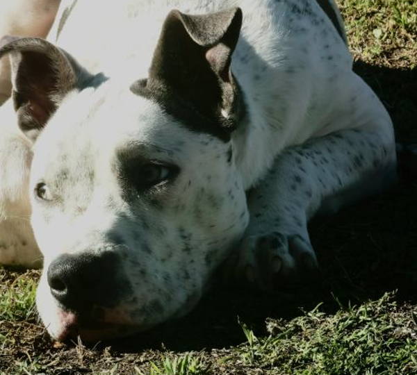 Rufus