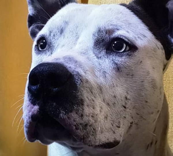 Rufus