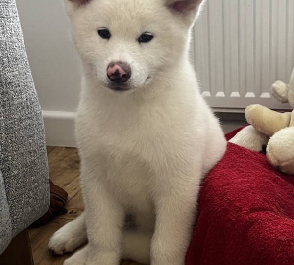 Rocco
