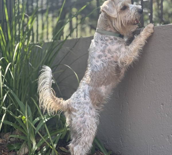 Fritz