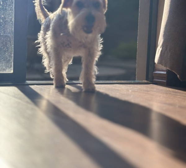 Fritz