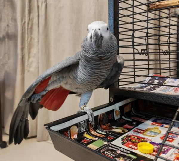 Chico