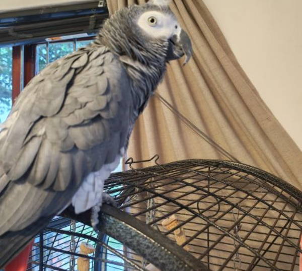 Chico